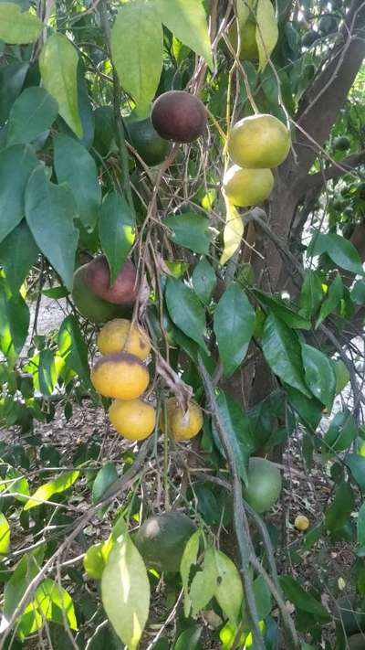 Powdery Mildew - Citrus