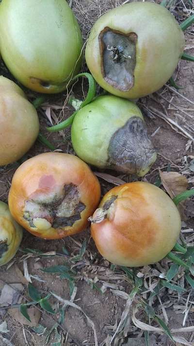 ಹೂವು ಬಿಡುವ ಕೊನೆಯಲ್ಲಿ ಕೊಳೆಯುವುದು - ಟೊಮೆಟೊ