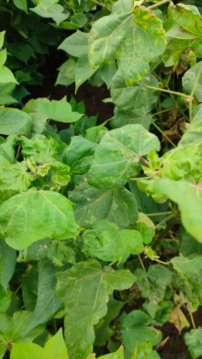 Boron Deficiency - Cotton