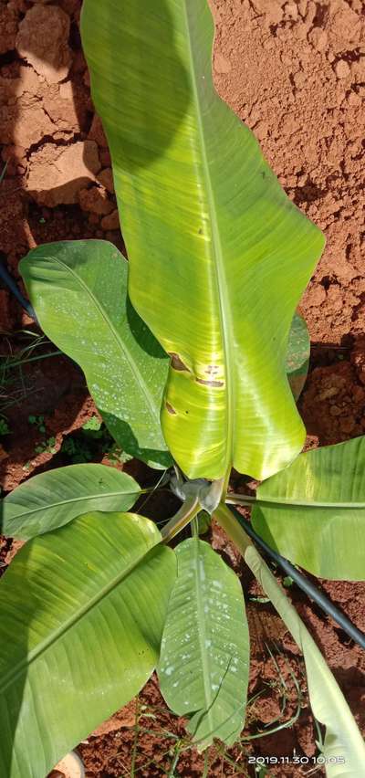 ಬಾಳೆಯ ಎಲೆ ಗುಳ್ಳೆ - ಬಾಳೆಹಣ್ಣು