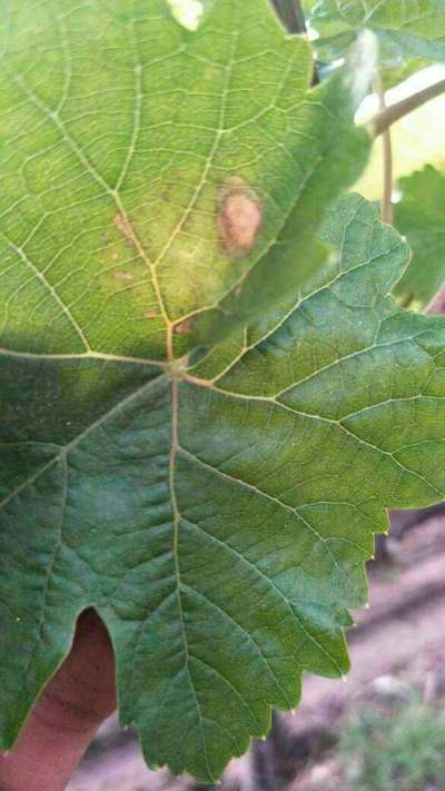 Downy Mildew of Grape - Grape