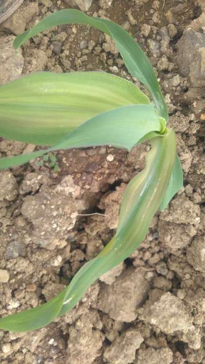 Potassium Deficiency - Maize