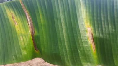 Sigatoka Amarela - Banana