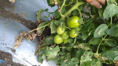 Leaf Miner Flies - Tomato