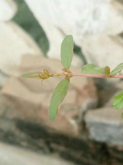 Aphids - Pomegranate