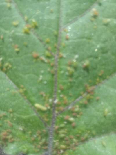 Aphids - Brinjal