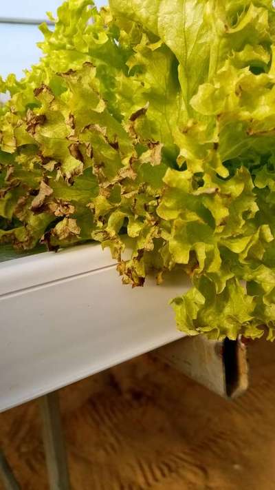 نقص البوتاسيوم - الخس