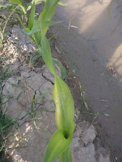 Nitrogen Deficiency - Maize