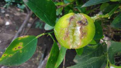 Fruit Cracking - Citrus