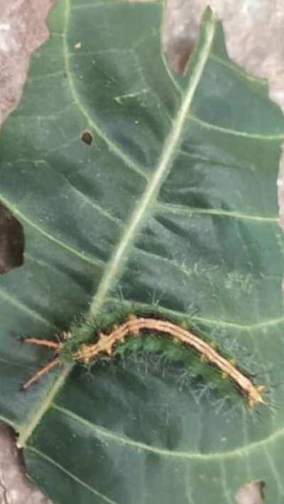 Hairy Caterpillars - Cabbage