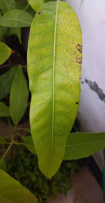 Bacterial Black Spot of Mango - Mango