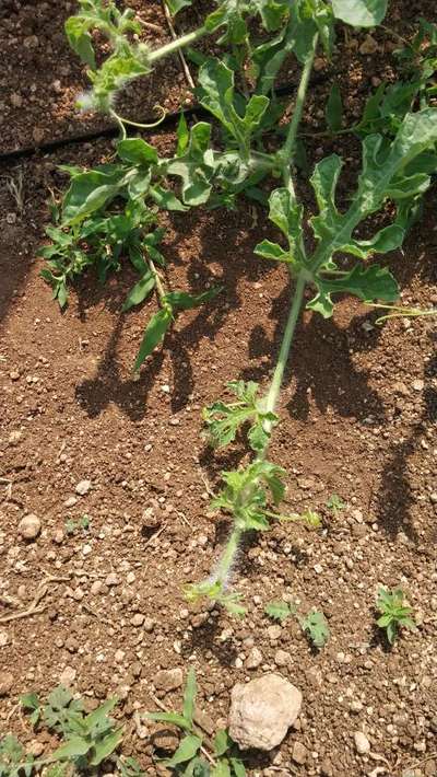 Papaya Leaf Curl Virus - Melon