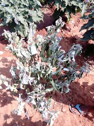 Bacterial Wilt - Brinjal