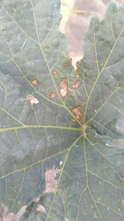 Pesticide Burn - Okra