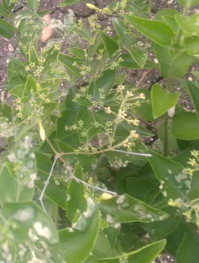 Gall Mite - ಸಿಟ್ರಸ್ (ನಿಂಬೆ, ಕಿತ್ತಳೆ ಹಾಗು ಇತರ ನಿಂಬೆ ಜಾತಿ ಬೆಳೆಗಳು)