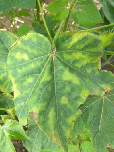 Cotton Leafhopper Jassids - Cotton