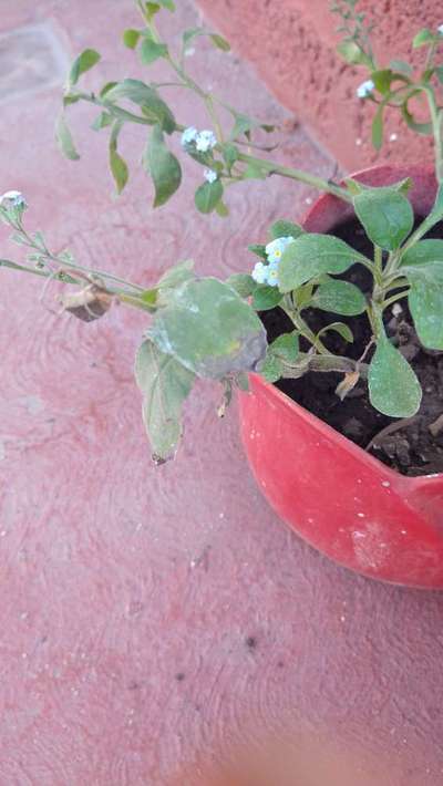 Deficiencia de potasio - Tomate