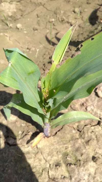 Oriental Armyworm - Maize