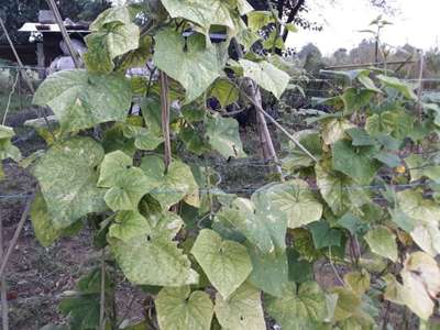 Leaf Miner Flies - Cucumber