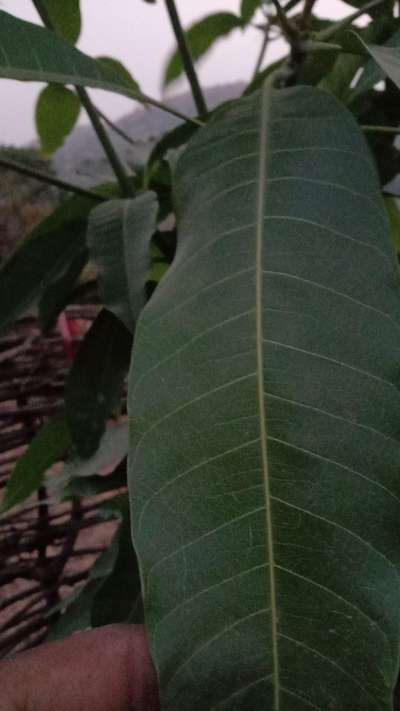 Mango Stem Borer - आंबा