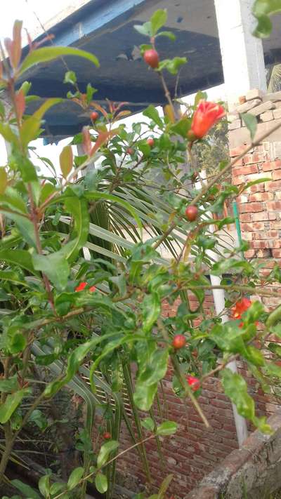 মরিচের থ্রিপস - ডালিম