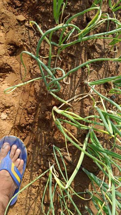 Boron Deficiency - Onion