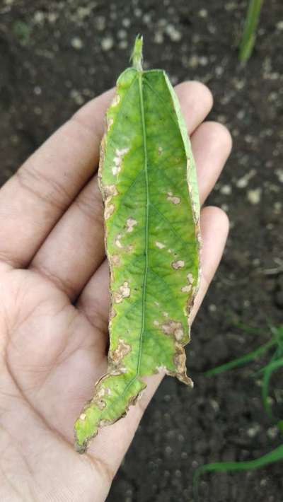 Cercospora Leaf Spot of Legumes - Soybean