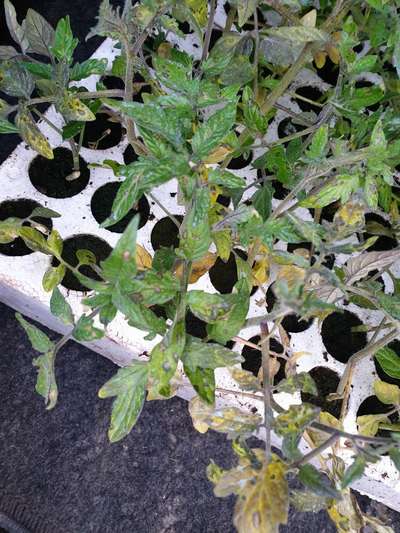 Septoria Leaf Spot - Tomato