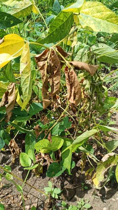 Soybean Stem Miner - Soybean