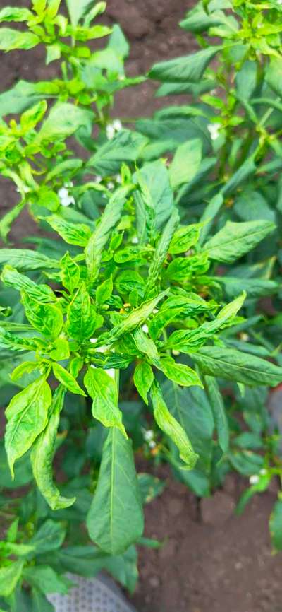 Calcium Deficiency - Capsicum & Chilli