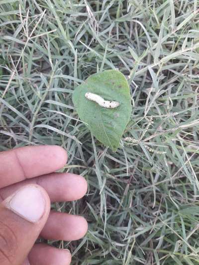 Tobacco Caterpillar - Black & Green Gram