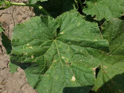 Leaf Blight of Cucurbits - Melon