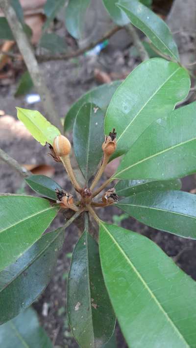 Boron Deficiency - Mango