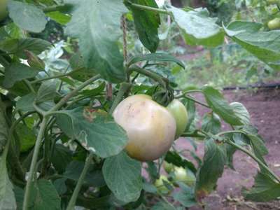 Tomato Late Blight - Tomato