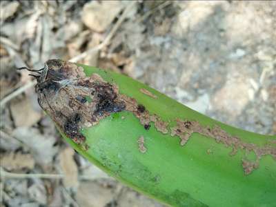 Banana Rust Thrips - Banana