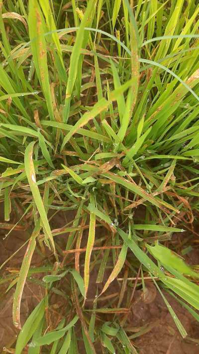 Bacterial Leaf Streak - Rice