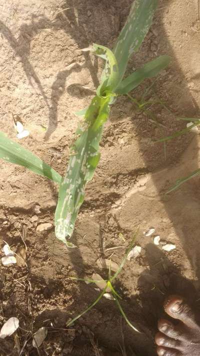 விழு படைப்புழு - மக்காச்சோளம்