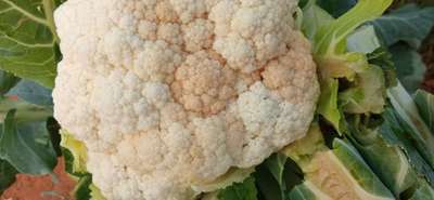 Boron Deficiency - Cauliflower