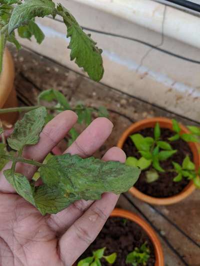 Early Blight - Tomato