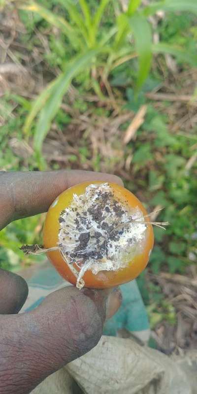 Foot and Collar Rot - Tomato