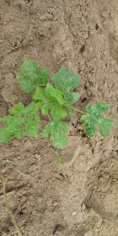 Downy Mildew of Cucurbits - Melon