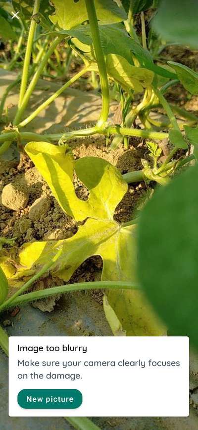 Downy Mildew of Cucurbits - Melon