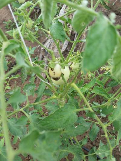 Helicoverpa Caterpillar - Tomato