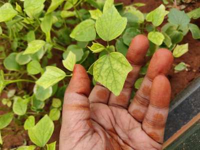 Damping-Off of Seedlings - Bean