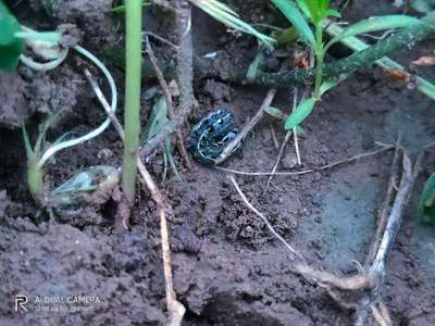 Tobacco Caterpillar - Peanut