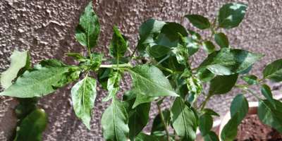 Cucumber Mosaic Virus of Pepper - Capsicum & Chilli