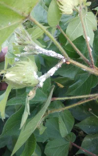 Mealybug - Cotton