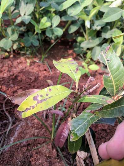 Boron Deficiency - Mango