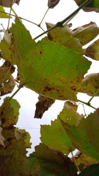 Grape Rust - ದ್ರಾಕ್ಷಿ