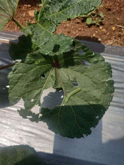 Spider Mites - Okra